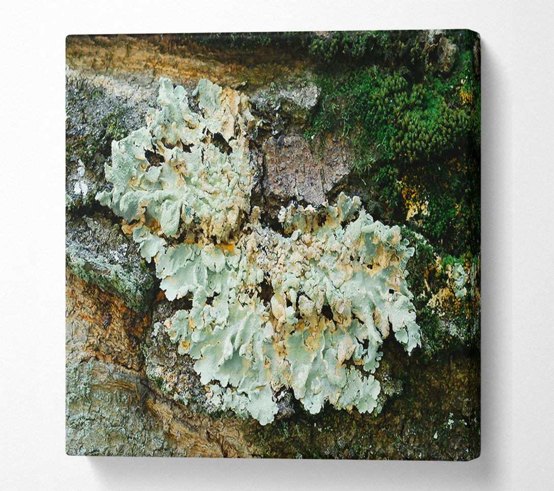  A Canvas Print of Pale Green Lichen Growth Canvas Art