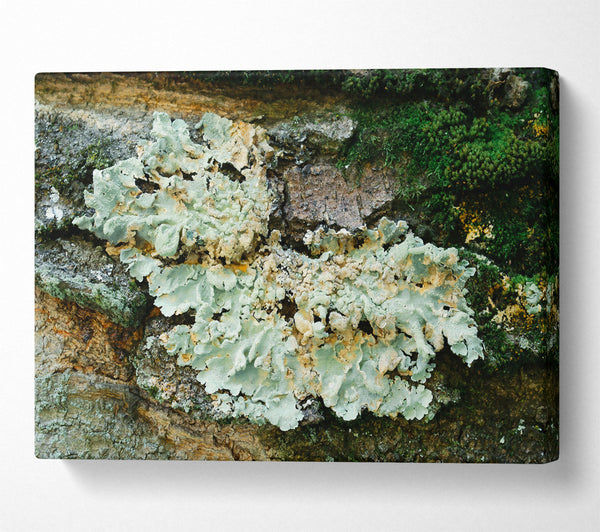  A Canvas Print of Pale Green Lichen Growth Canvas Art