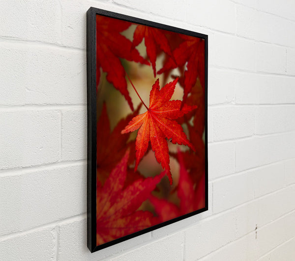 Crimson Maple Leaf