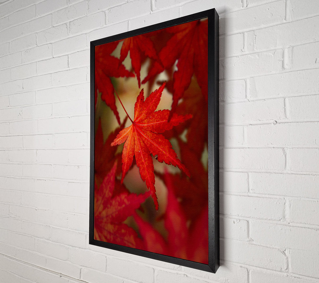  A Canvas Print of Crimson Maple Leaf Canvas Wall Art