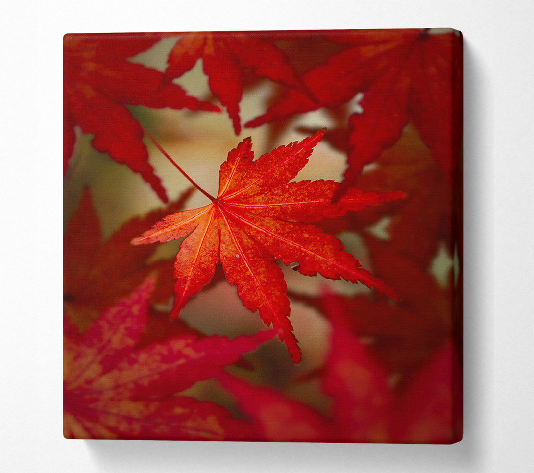  A Canvas Print of Crimson Maple Leaf Canvas Wall Art