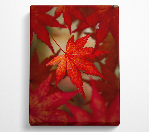  A Canvas Print of Crimson Maple Leaf Canvas Wall Art