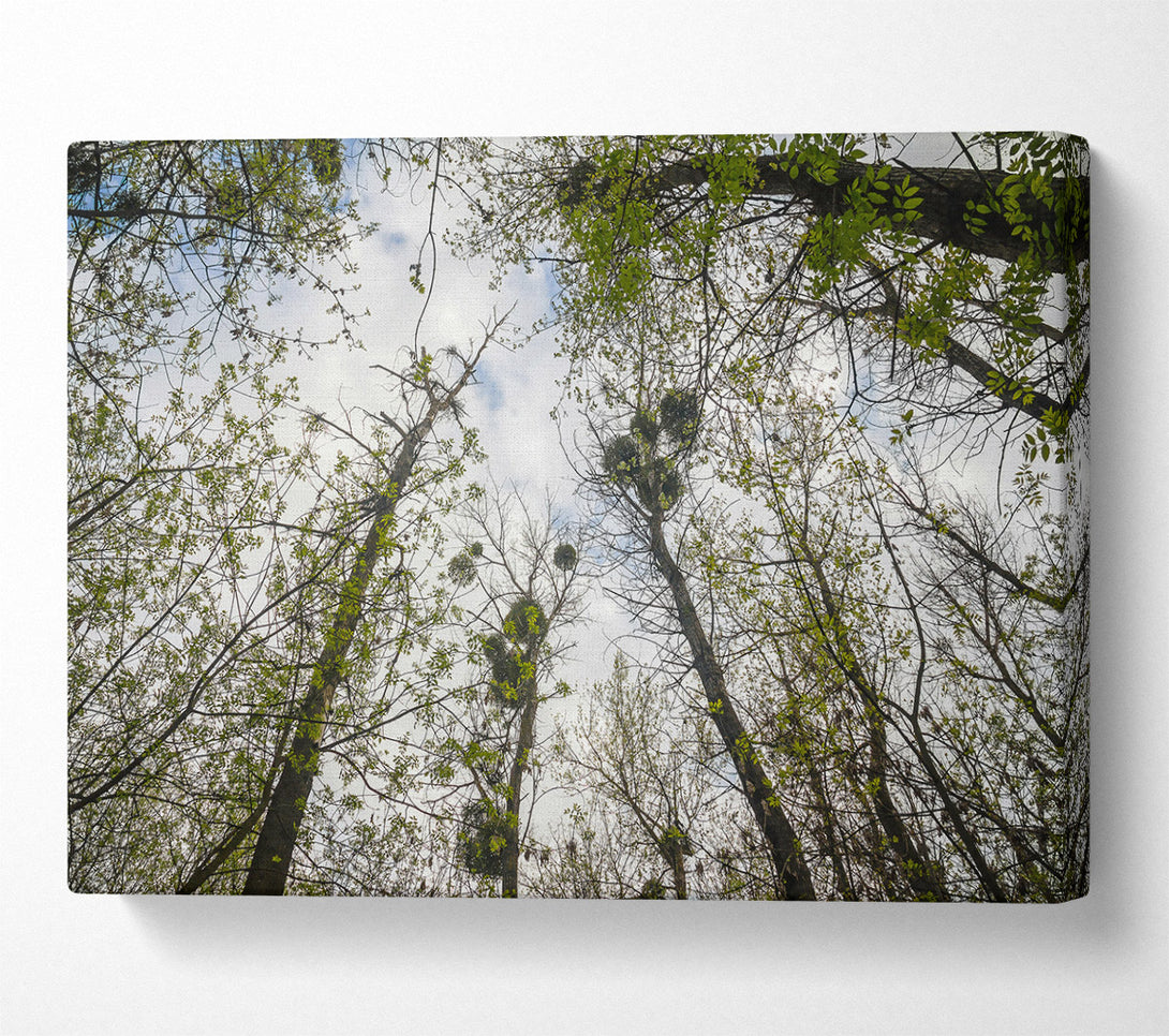  A Canvas Print of Green Canopy'S Embrace Canvas Wall Art