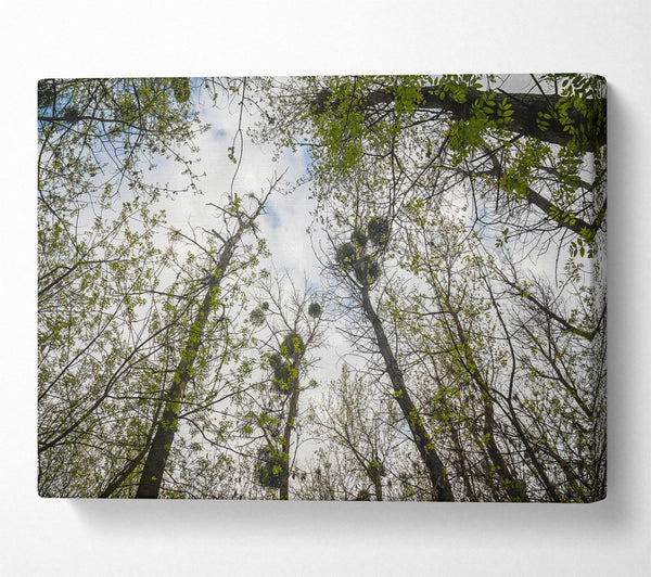 A Canvas Print of Green Canopy'S Embrace Canvas Wall Art