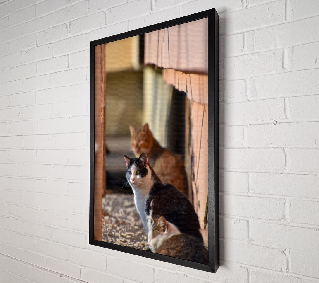  A Canvas Print of White Feline Sunbeam Canvas Wall Art