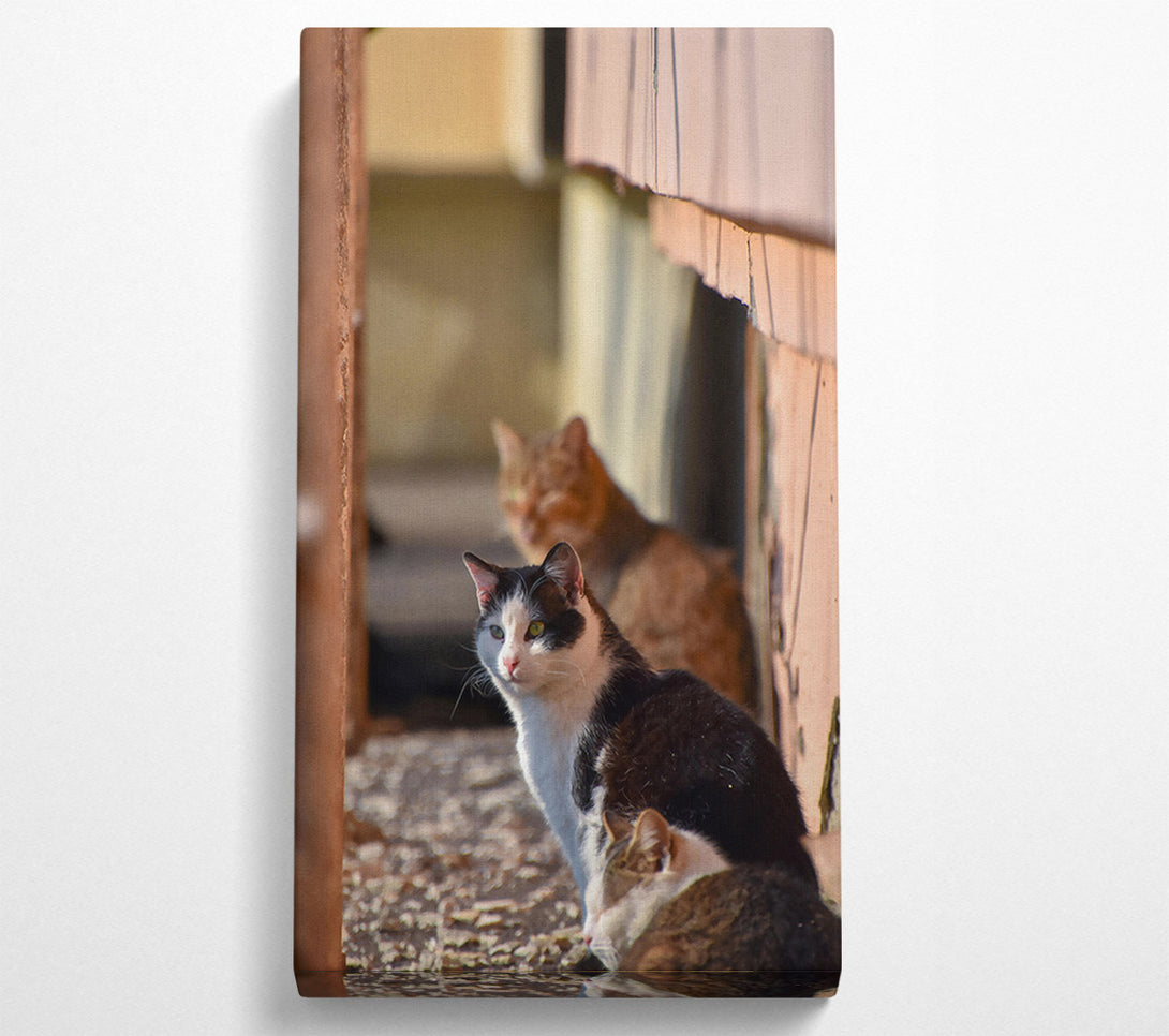  A Canvas Print of White Feline Sunbeam Canvas Wall Art
