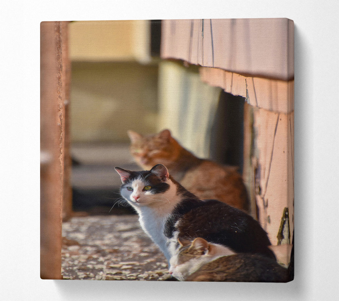  A Canvas Print of White Feline Sunbeam Canvas Wall Art