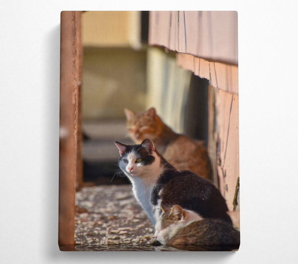 A Canvas Print of White Feline Sunbeam Canvas Wall Art