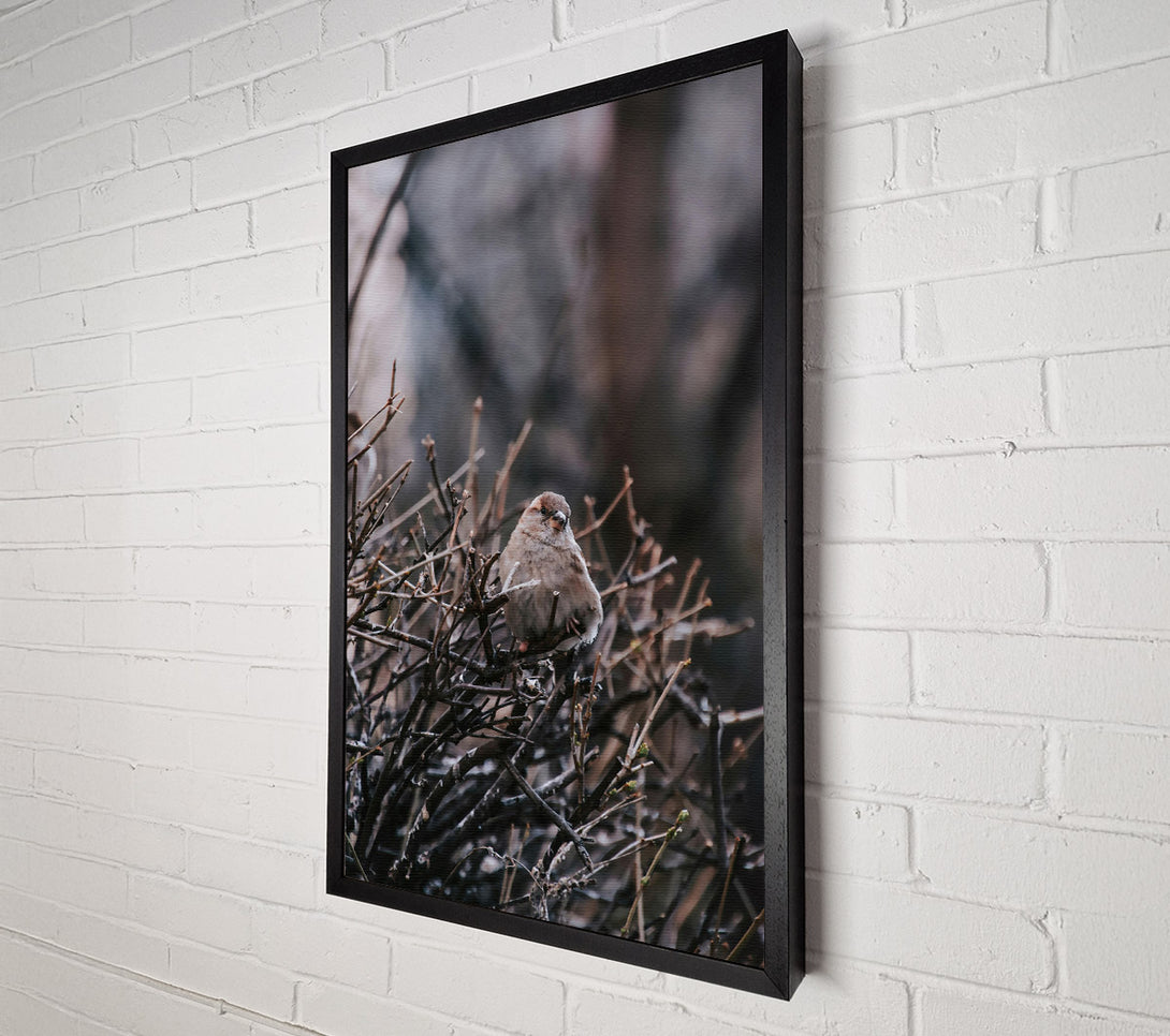  A Canvas Print of Brown Sparrow In Thorns Canvas Art