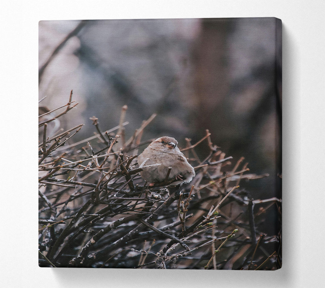  A Canvas Print of Brown Sparrow In Thorns Canvas Art
