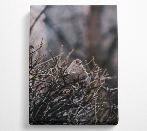  A Canvas Print of Brown Sparrow In Thorns Canvas Art