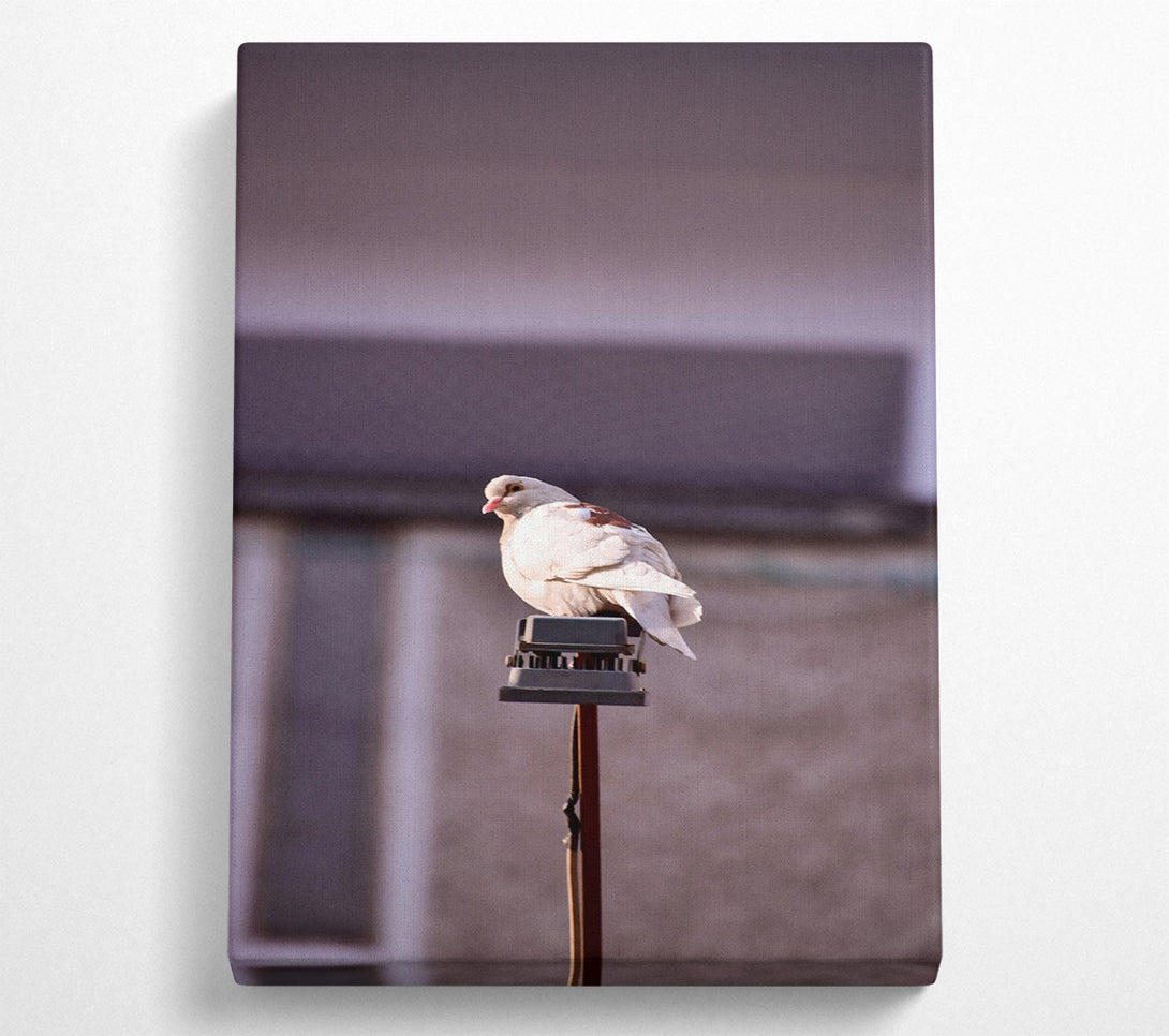  A Canvas Print of White Dove On A Pole Canvas Print