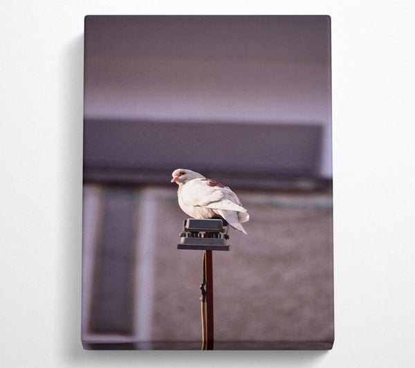  A Canvas Print of White Dove On A Pole Canvas Print