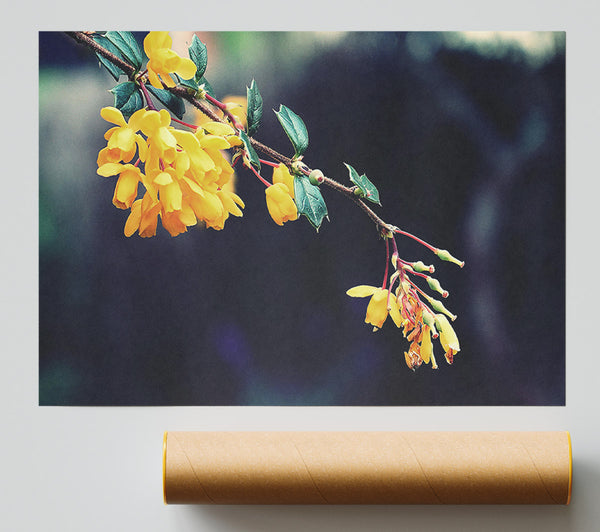 Golden Branch Blossoms Print