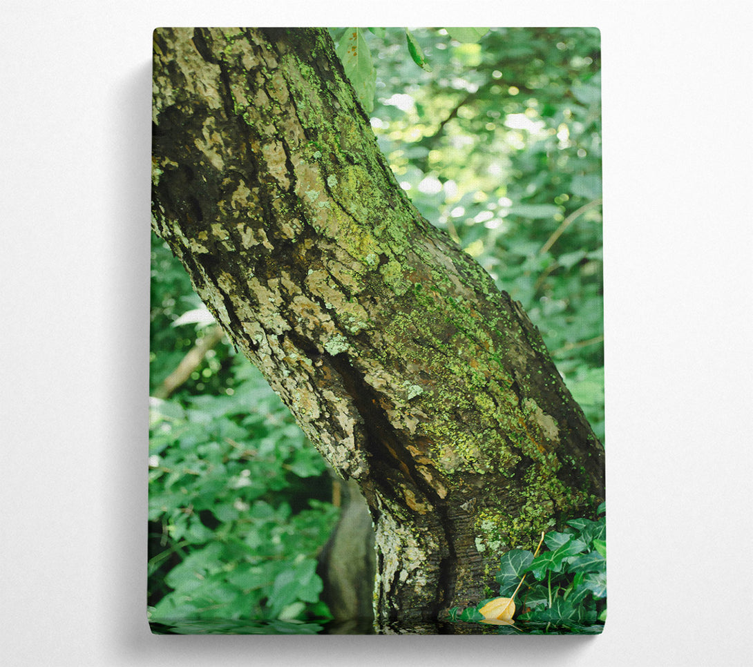  A Canvas Print of Green Bark Embrace Canvas Art