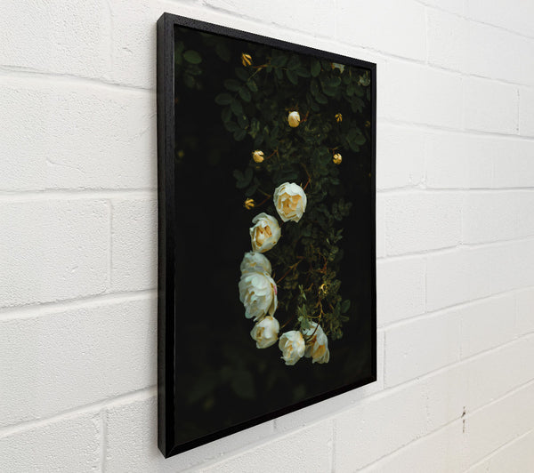White Blooms In The Dark