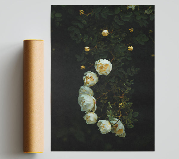 White Blooms In The Dark Poster