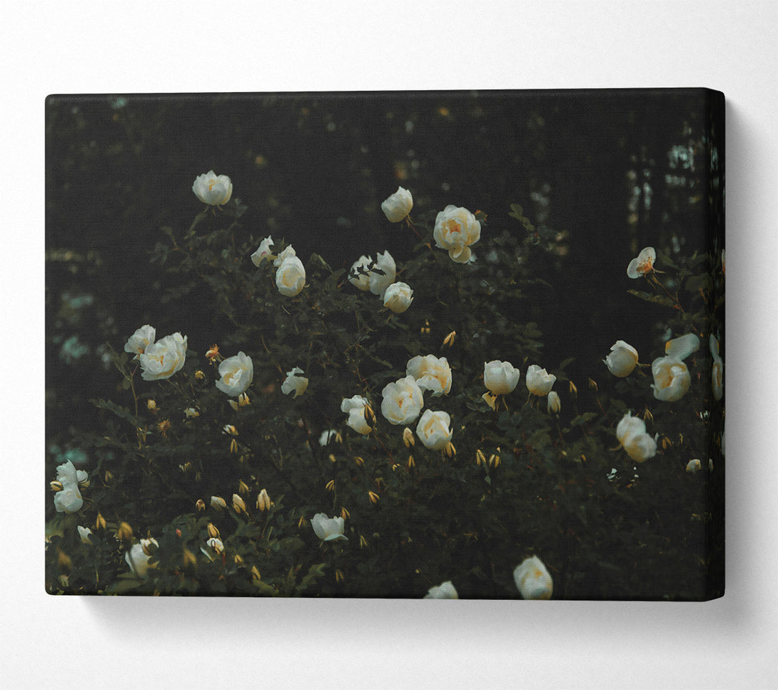 A Canvas Print of White Blooms In Darkness Canvas Art