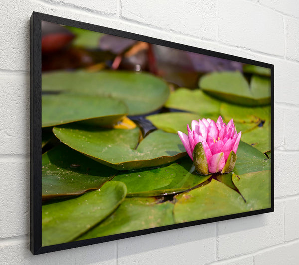 Pink Lily Pad Bloom
