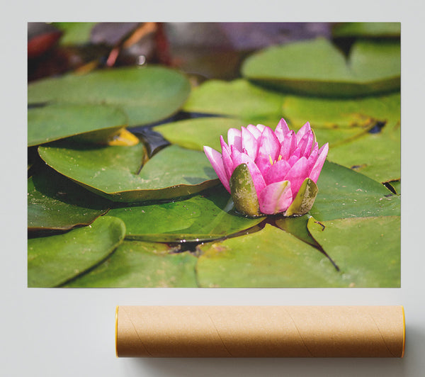 Pink Lily Pad Bloom Print