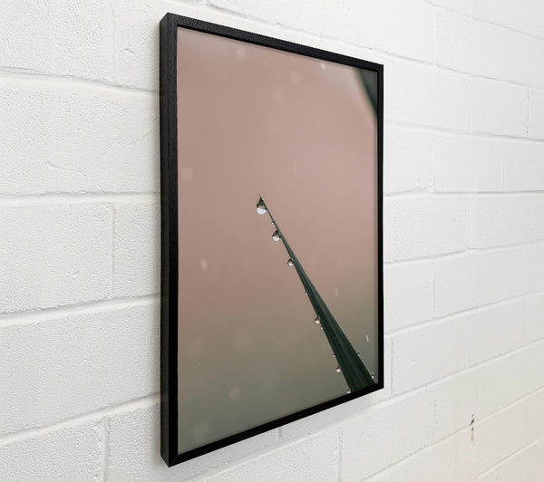 Dusky Dewdrop Symphony