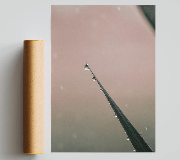 Dusky Dewdrop Symphony Print