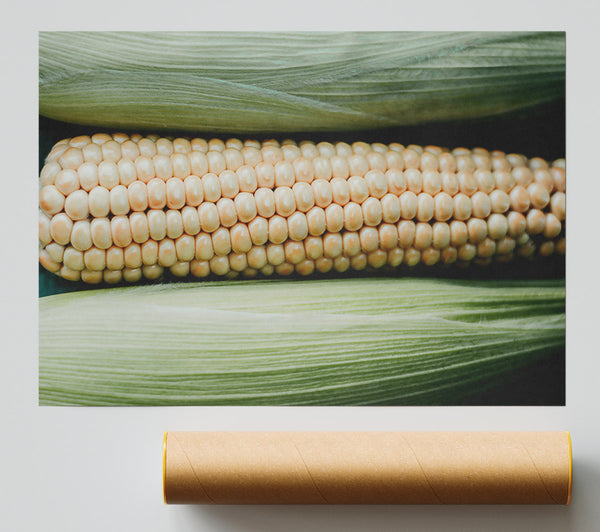 Creamy Corn Cob Rows Giclee Print