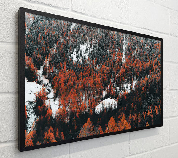 Orange Winter Forest