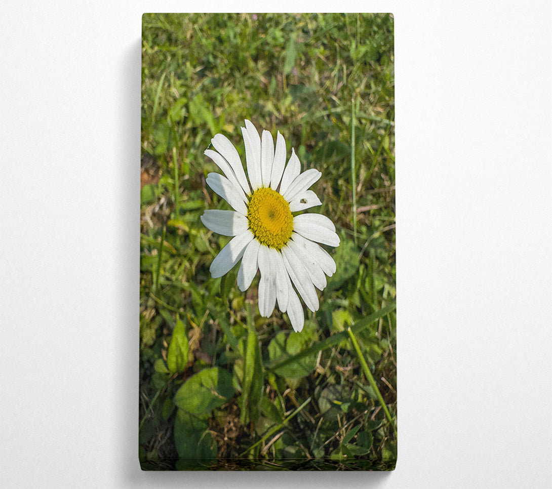  A Canvas Print of White Daisy In Green Grass Canvas Art