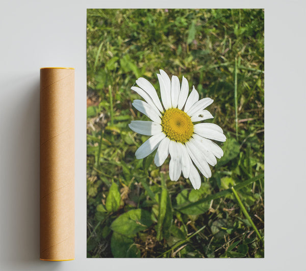 White Daisy In Green Grass Giclee Print