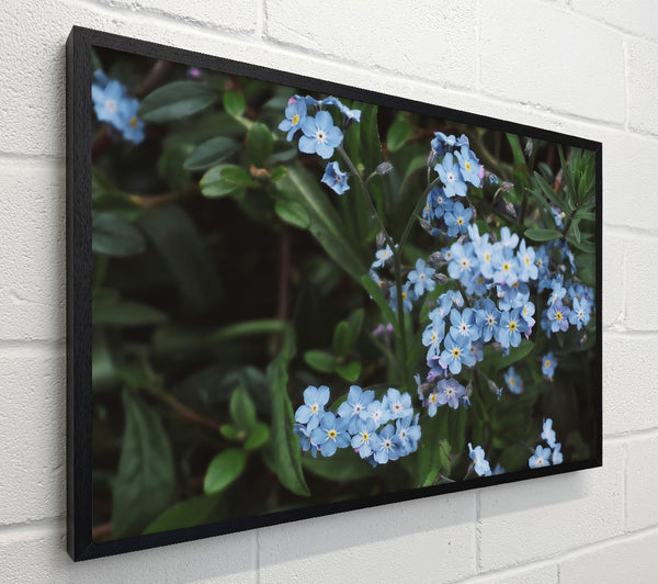 Azure Forget-Me-Nots