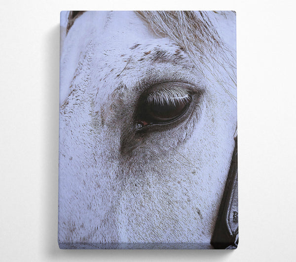  A Canvas Print of Silver Eye Gaze Canvas Wall Art