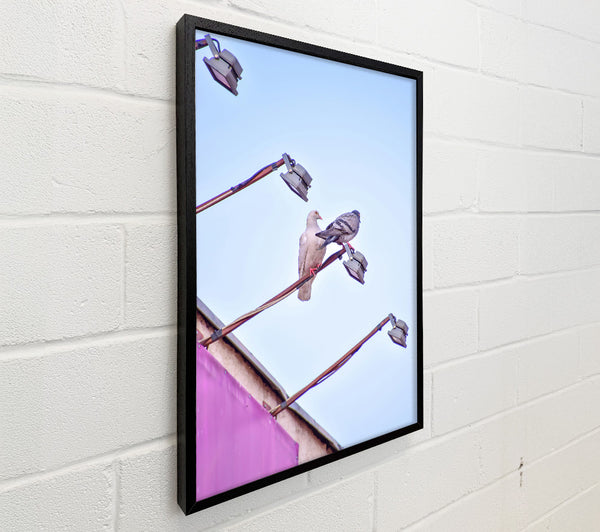 Pink Pigeon Perches