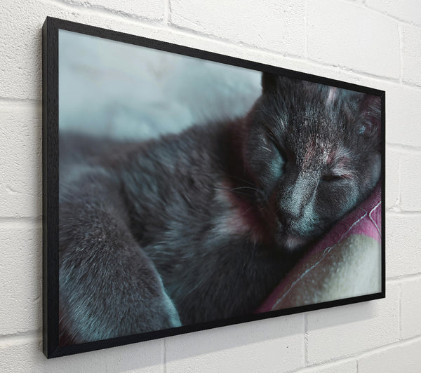 Sleeping Grey Kitty