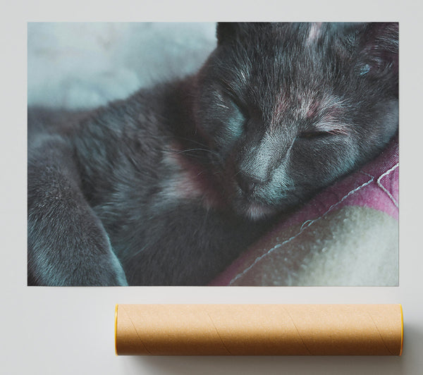 Sleeping Grey Kitty Print