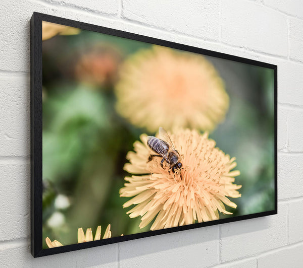 Golden Bee Bloom