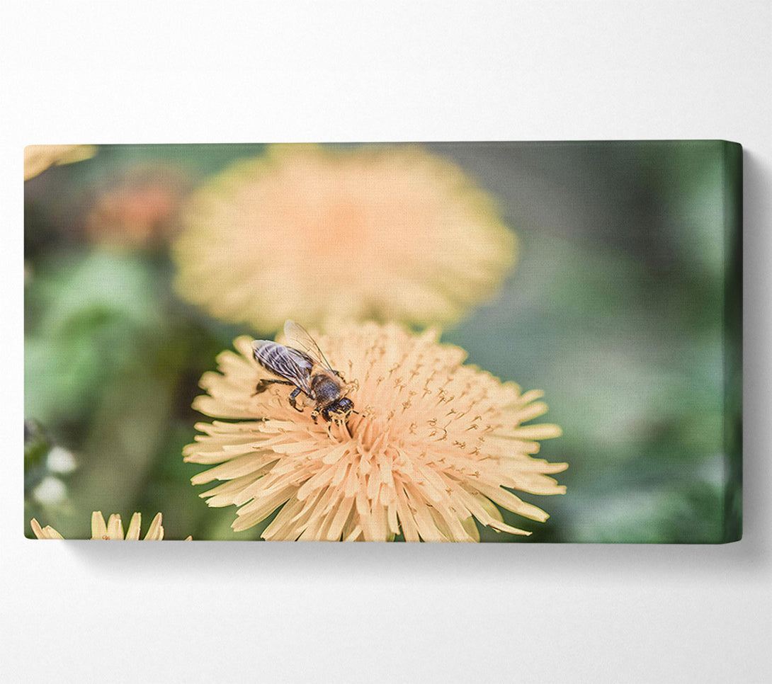  A Canvas Print of Golden Bee Bloom Canvas Art