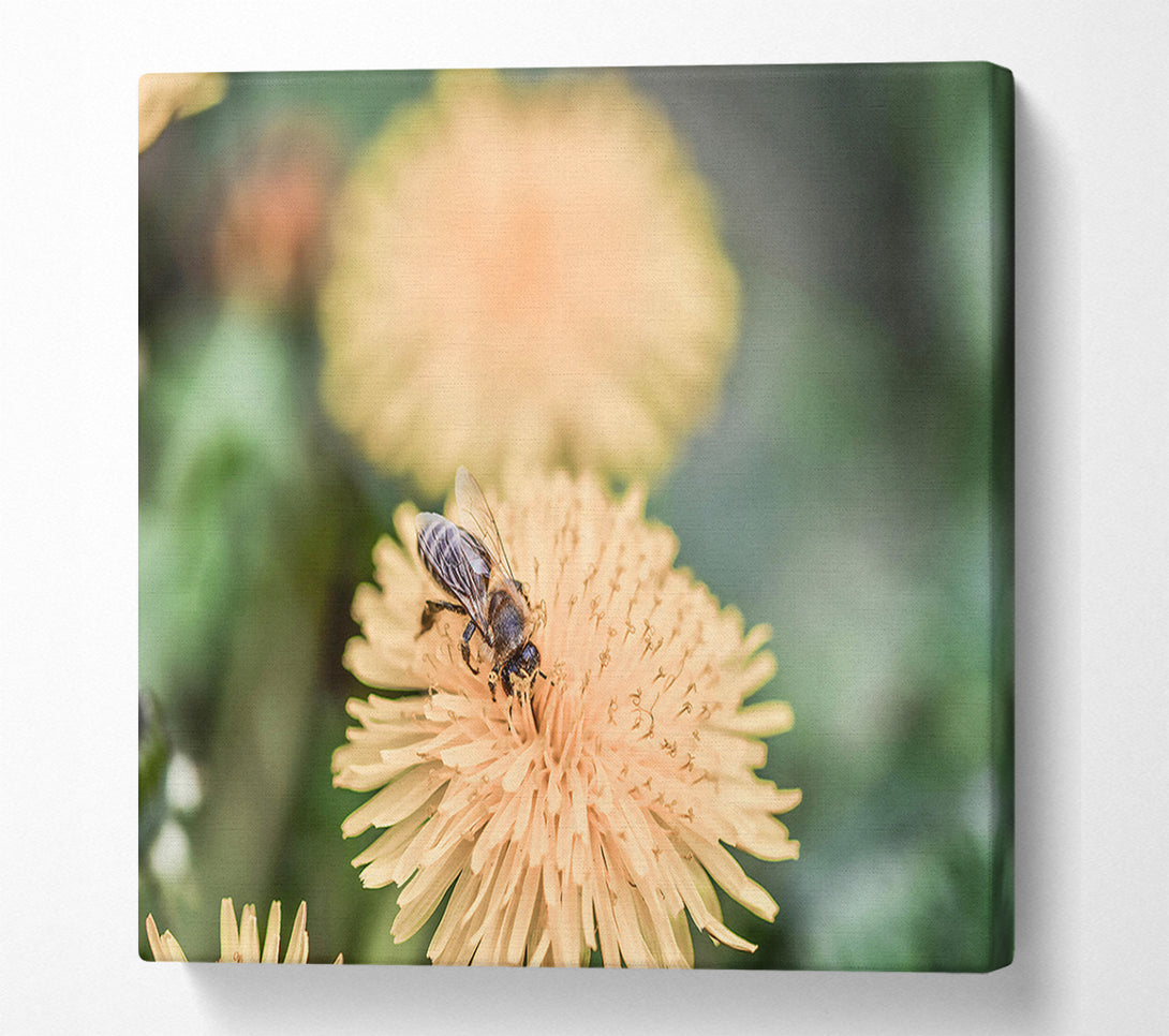 A Canvas Print of Golden Bee Bloom Canvas Art