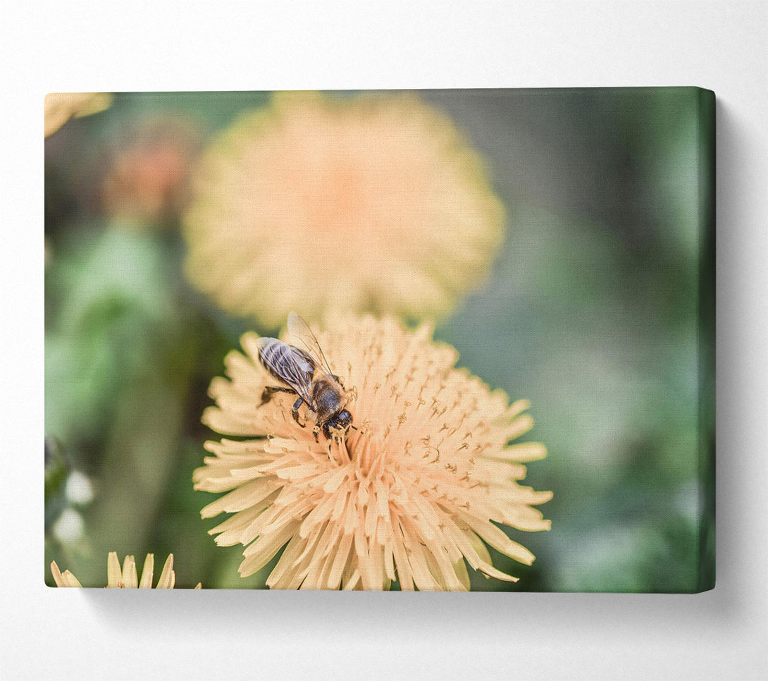  A Canvas Print of Golden Bee Bloom Canvas Art