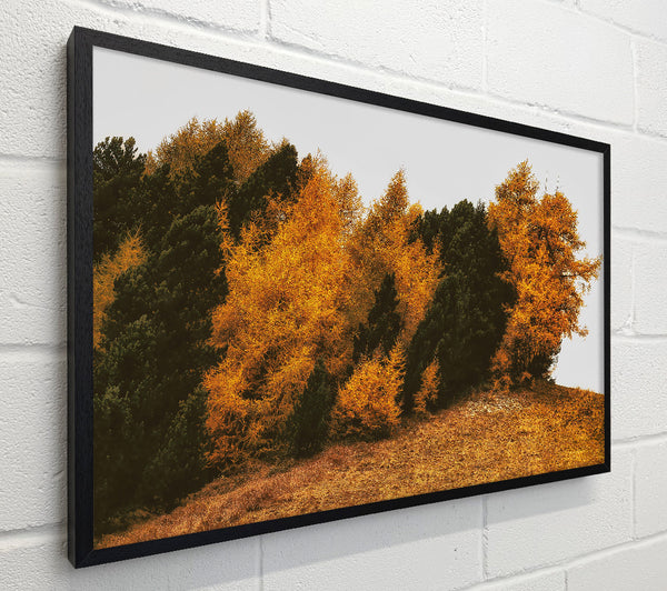 Golden Forest Hillside