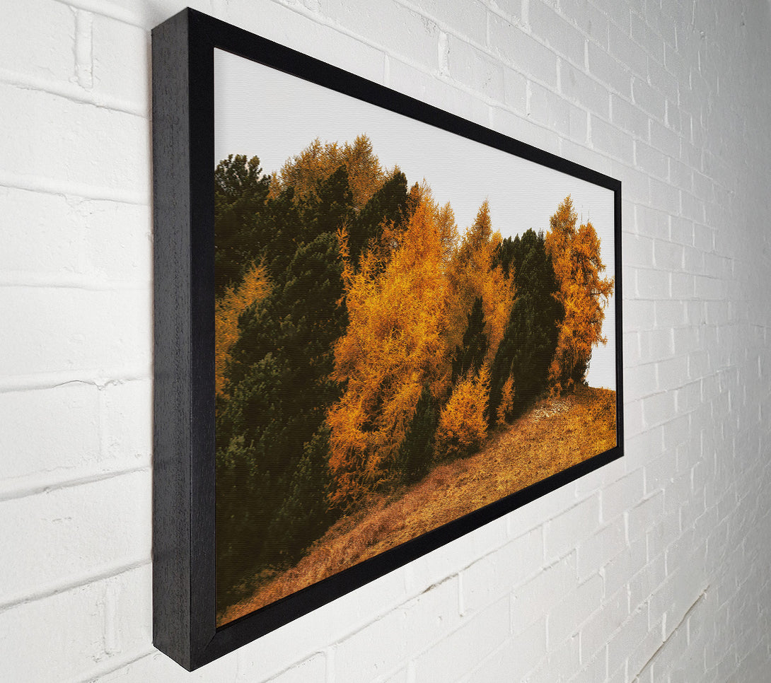  A Canvas Print of Golden Forest Hillside Canvas Wall Art