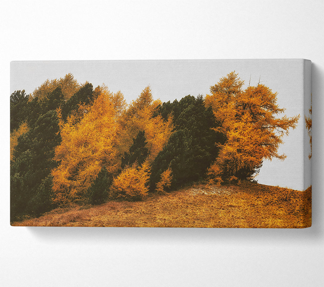  A Canvas Print of Golden Forest Hillside Canvas Wall Art