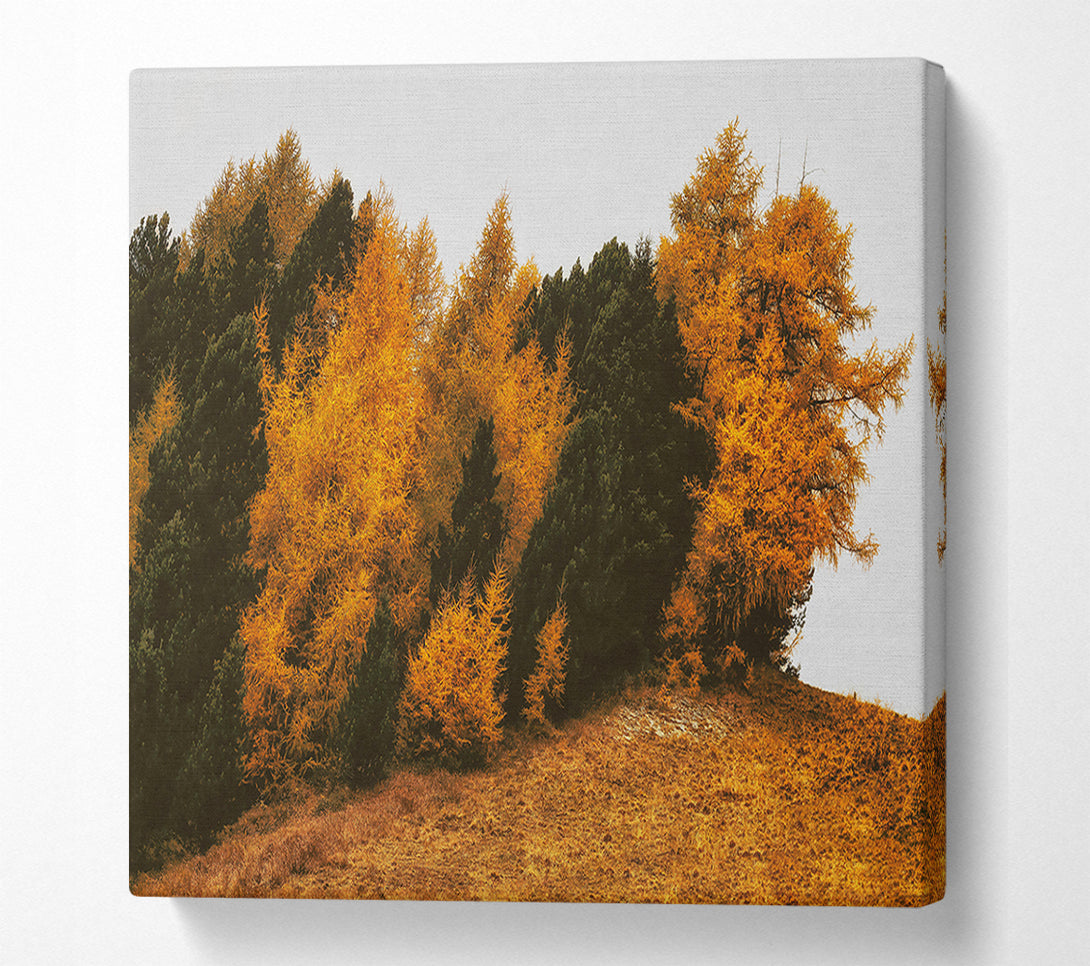  A Canvas Print of Golden Forest Hillside Canvas Wall Art