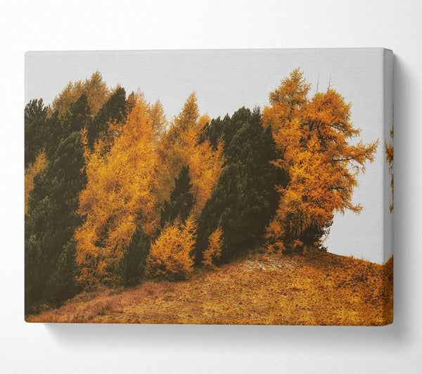  A Canvas Print of Golden Forest Hillside Canvas Wall Art