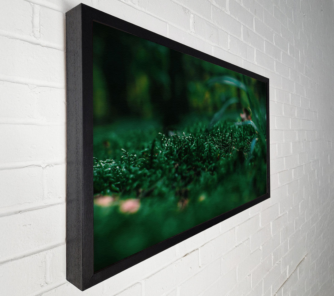  A Canvas Print of Emerald Green Moss Canvas Print