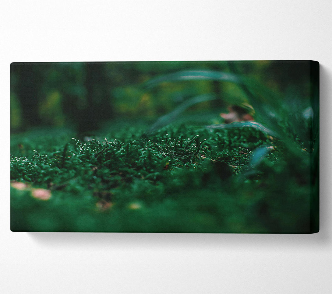  A Canvas Print of Emerald Green Moss Canvas Print
