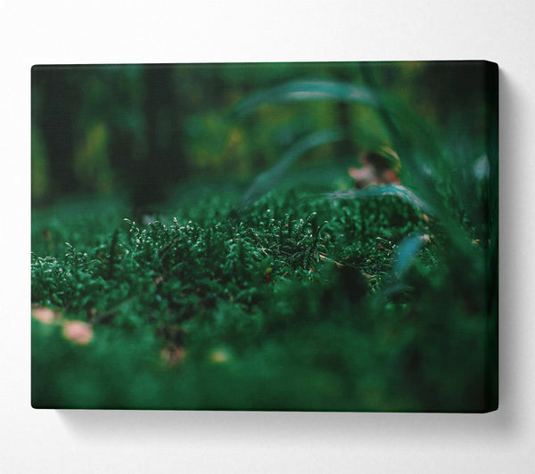  A Canvas Print of Emerald Green Moss Canvas Print