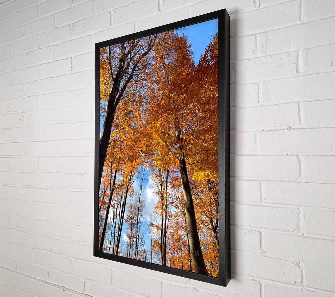  A Canvas Print of Golden Canopy Skyward Canvas Art