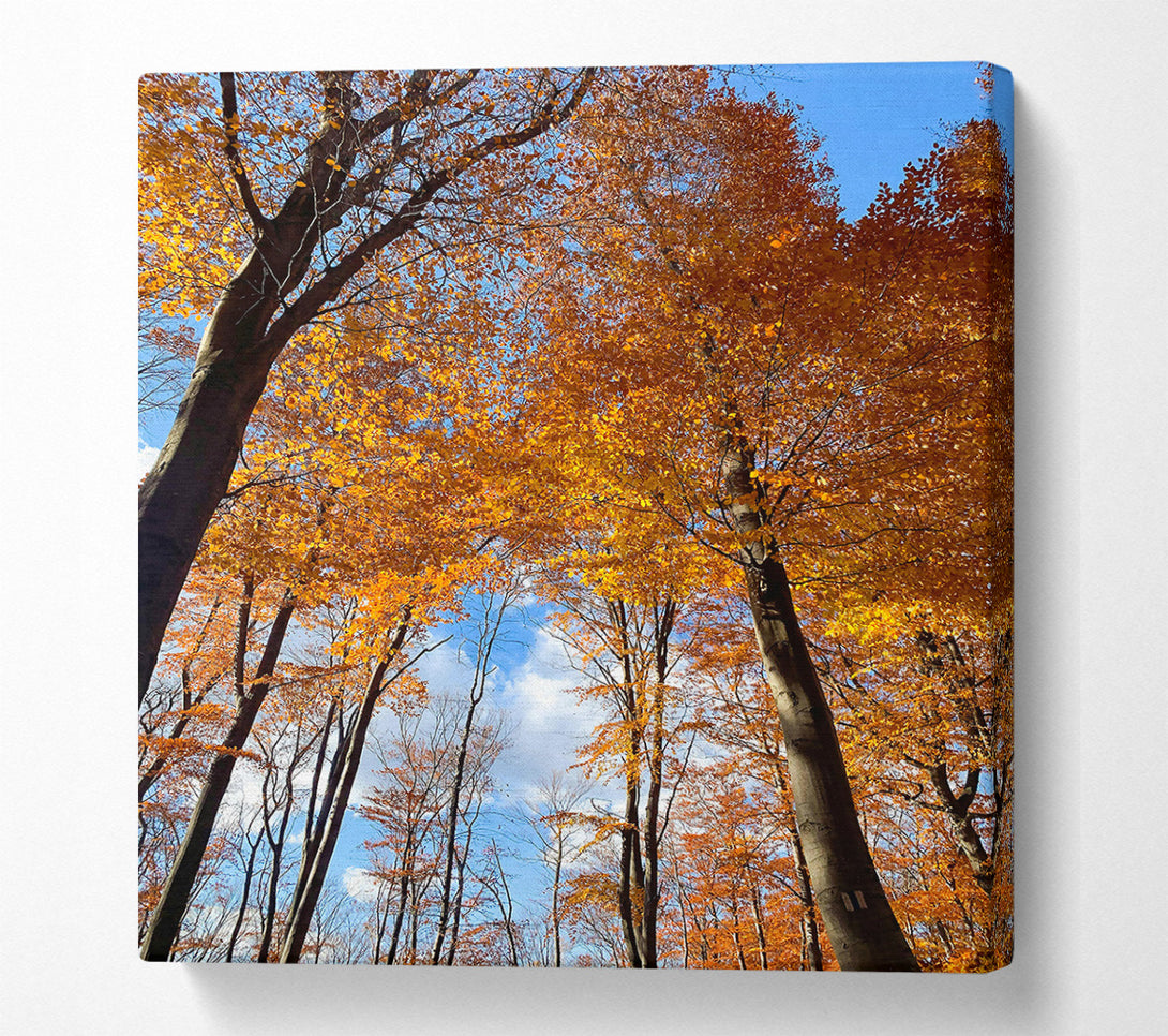  A Canvas Print of Golden Canopy Skyward Canvas Art