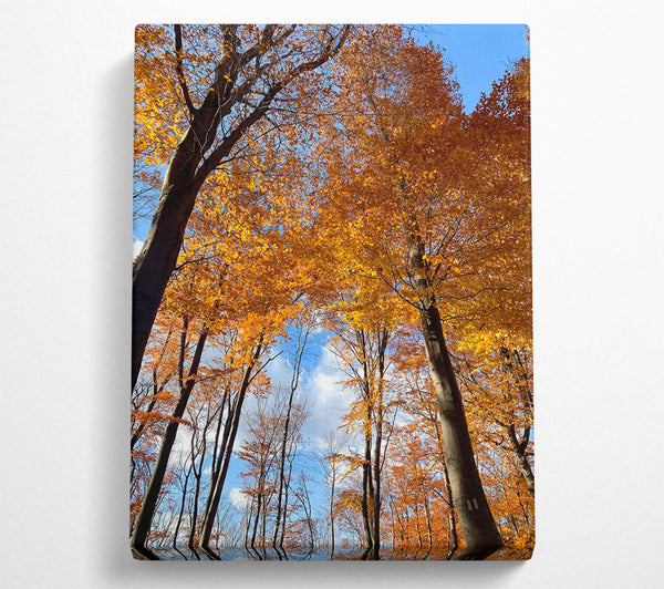 A Canvas Print of Golden Canopy Skyward Canvas Art